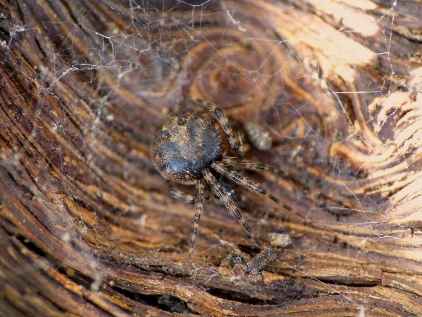 Ragnetto sotto la corteccia (Theridion sp?)